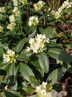 Daphne blagayana 